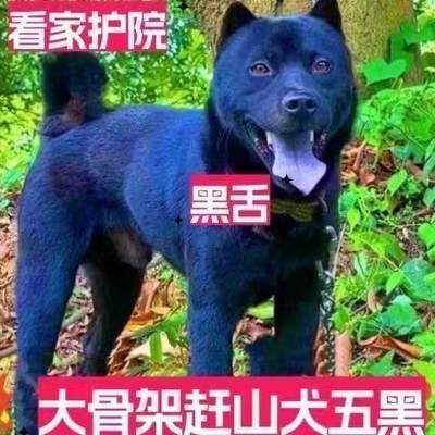 大骨架五黑犬狩猎犬广西土猎犬纯黑大黑狗中华田园犬土狗笨狗小狗