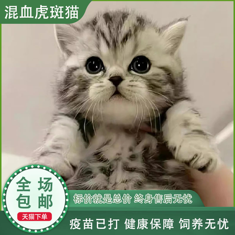 美短虎斑猫混血幼小奶好