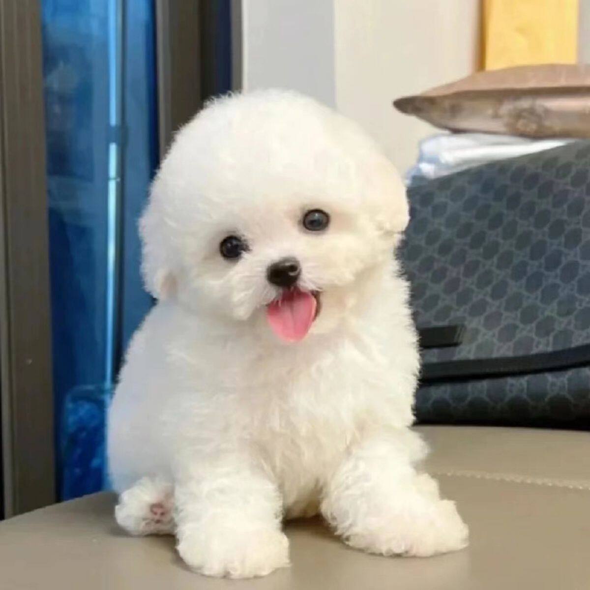 混血比熊犬幼崽长毛长不大宠物小狗狗真狗幼崽可爱漂亮聪明比熊犬