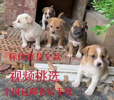 中华田园犬家养土狗幼犬小狗混血狗大黄狗纯黑狗小白狗体活体狗崽