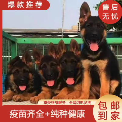 纯种血统德牧幼犬活体国