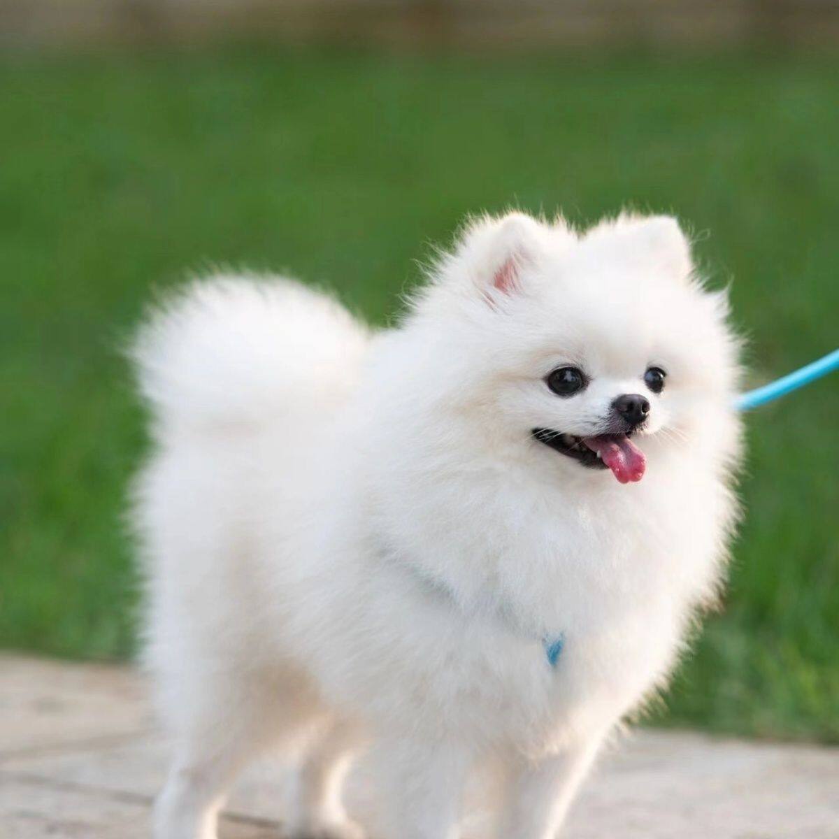 纯种博美幼犬茶杯犬长不大袖珍茶杯犬俊介小型犬家养可爱宠物狗狗