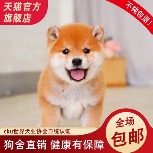 日本柴犬幼犬纯种豆柴可爱宠物狗家养犬黑白赤柴秋田血统CKU犬舍