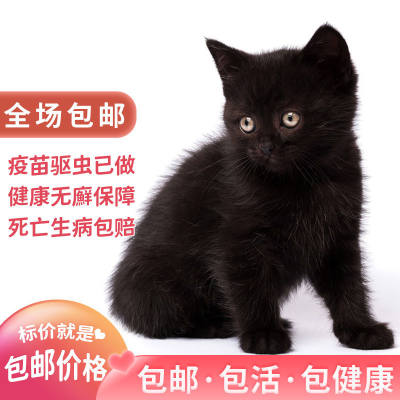 网红猫咪活物中华田园橘