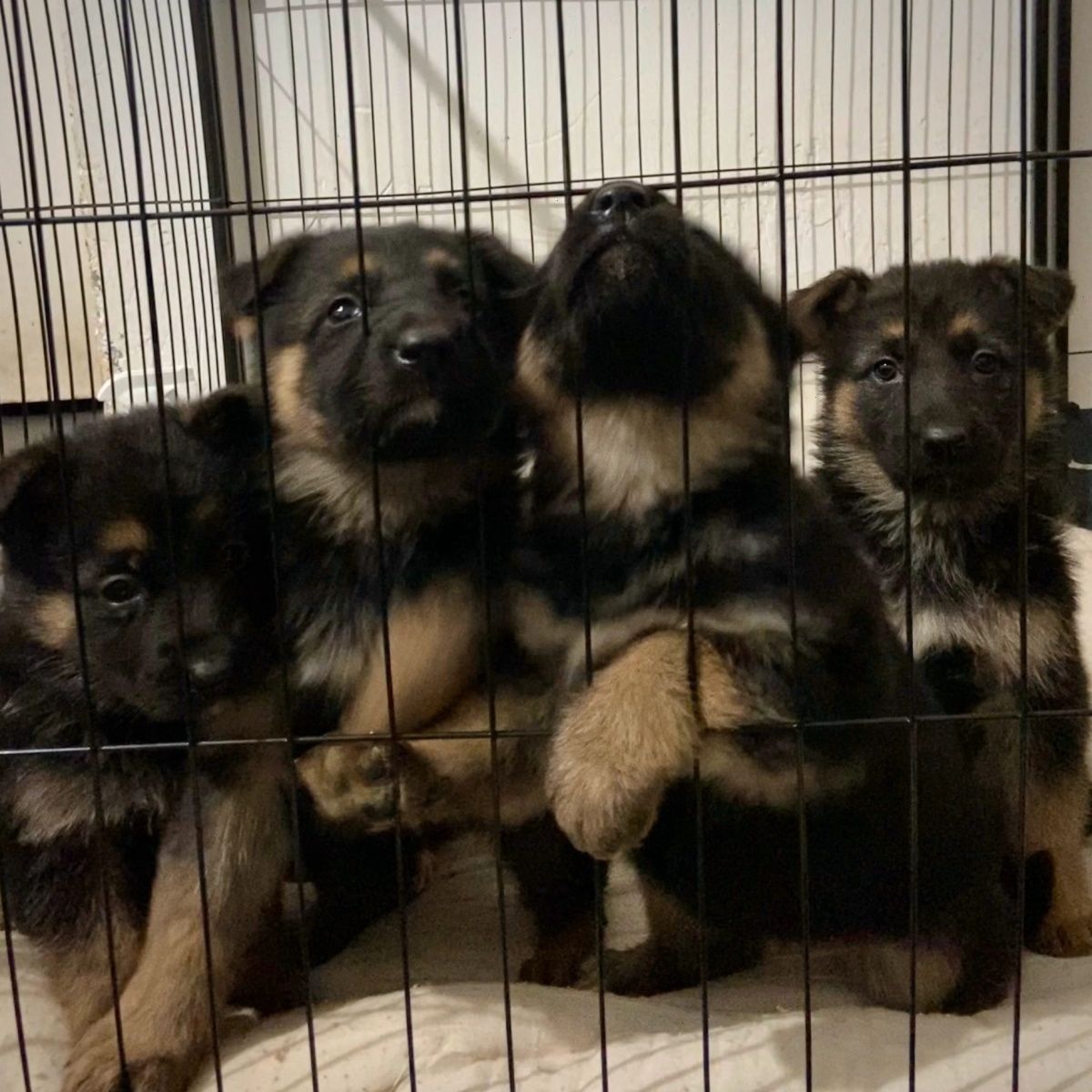 德国牧羊犬纯种幼犬高品质双血统黑背弓背黑背东德警犬狼狗宠物狗