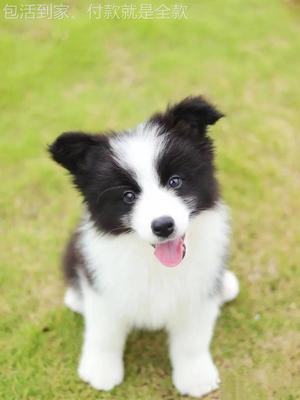 边牧幼犬纯种边牧犬黑白色色边牧幼犬边境牧羊活体红棕色宠物狗