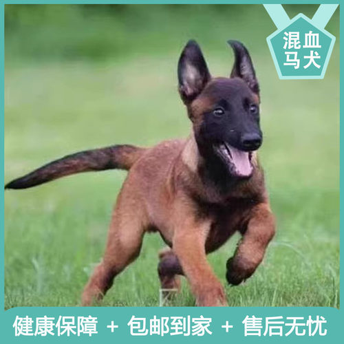 宠物摄影