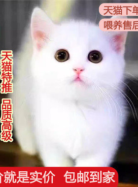 中华田园猫宠物猫网红猫白橘猫可爱小奶猫活物橘白猫便宜幼猫真猫