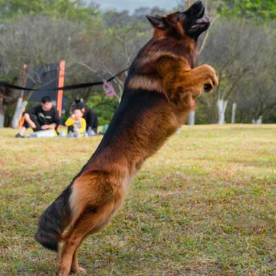 混血德牧犬德国牧羊犬幼犬长毛黑背弓背军犬警犬大型犬狼看家护院