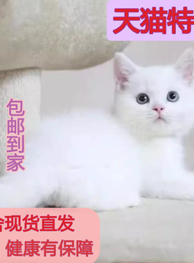 中华田园猫三花猫狸白猫土猫纯奶牛猫小猫咪狸橘纯黑猫橘猫白狸猫