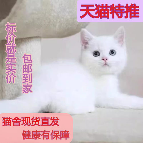 中华田园猫三花狸白土纯