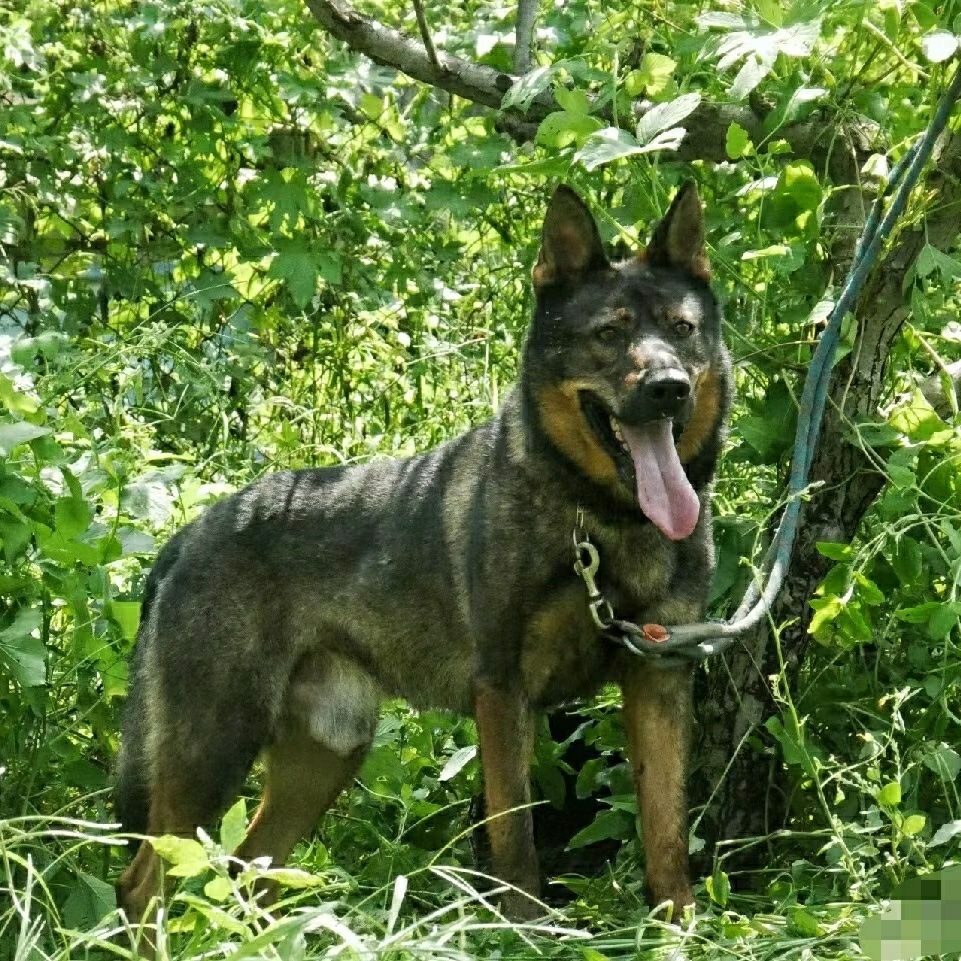昆明犬幼犬短毛巨型昆明犬大型看家护院狼狗幼崽昆明狼犬大骨架狗
