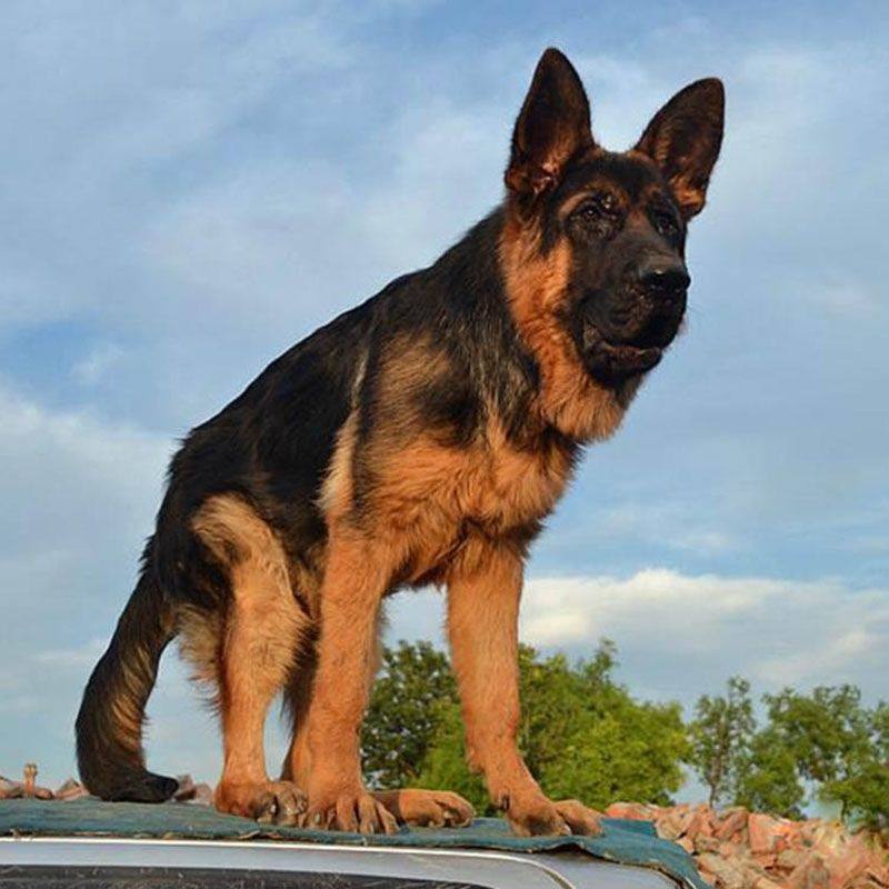 纯种德国牧羊犬幼犬活体纯种狼狗警犬幼崽锤系黑背犬弓背德牧幼犬