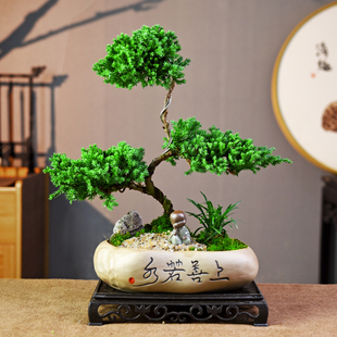 茶室禅意绿植真柏盆栽室内客厅好养办公室桌面盆景绿植四季常青