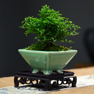 茶室禅意绿植小叶飘枝九里香盆栽中式盆景室内办公室植物四季常青