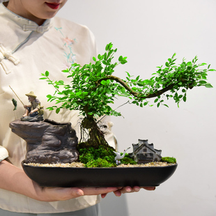 茶室禅意绿植小叶雀梅盆栽飘枝造型盆景植物老桩室内办公桌面送礼