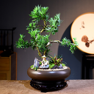 茶室禅意绿植罗汉松盆景造型老桩植物盆栽室内客厅好养四季常青