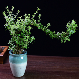 茶室禅意绿植造型六月雪盆景室内小盆栽植物办公茶室桌面摆件好养