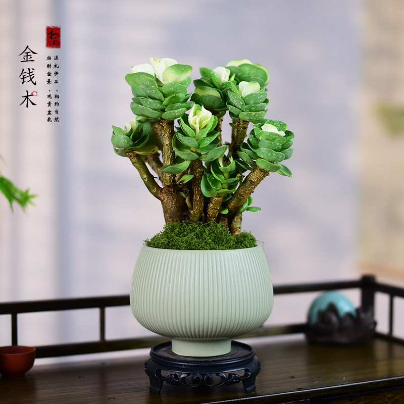 金钱木老桩盆栽多肉植物室内四季好养客厅办公室桌面摆件绿植送礼,鲜花速递/花卉仿真/绿植园艺,其它园艺用品,淘宝优惠券,粉丝福利购,淘宝优惠卷
