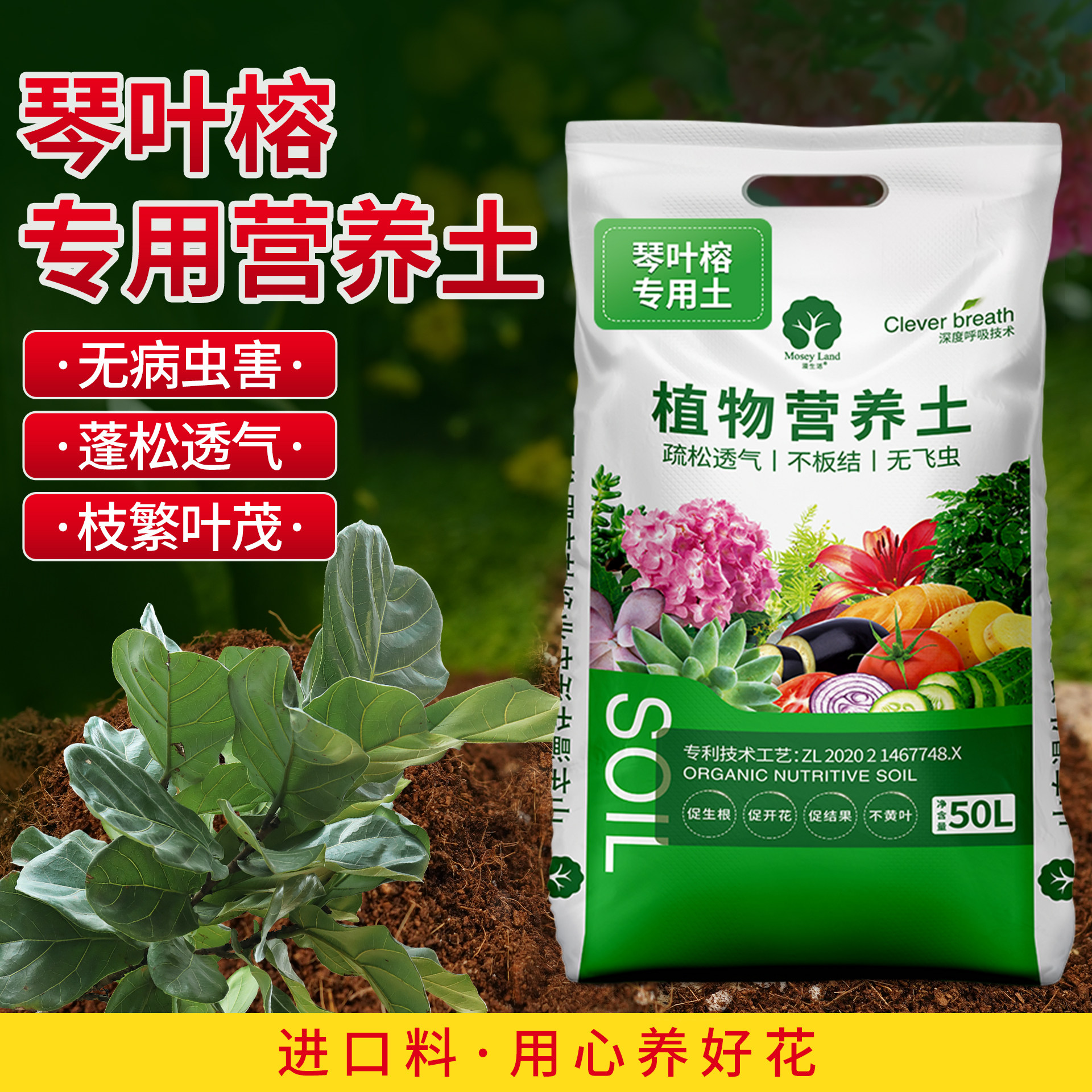 琴叶榕专用土专用营养土专用肥料漫生活专利营养土室内植物吸甲醛