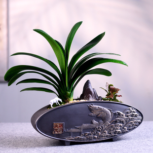 茶室禅意绿植君子兰盆景室内兰花办公书房中式植物桌面花卉好养