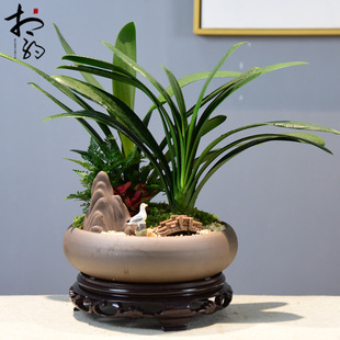 茶室禅意绿植君子兰盆栽客厅办公室内四季好养桌面观赏观植物盆景