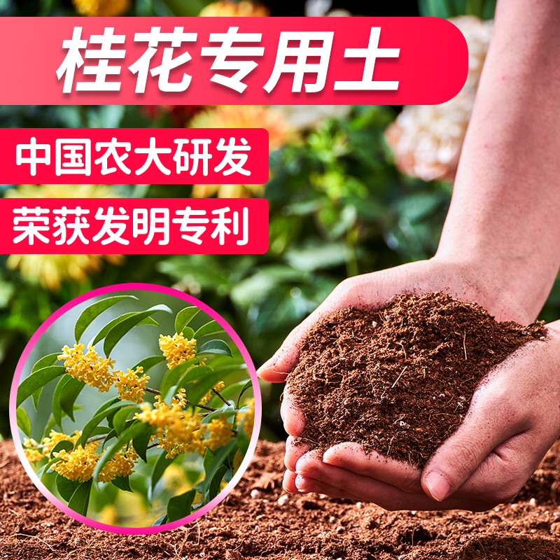 桂花树专用土桂花专用土桂花土桂花盆栽专用土桂花专用营养土