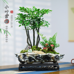 茶室禅意绿植小叶紫檀盆景植物黑骨茶室内茶室办公室客厅桌面送礼