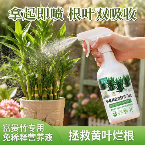 富贵竹营养液富贵竹专用免稀释