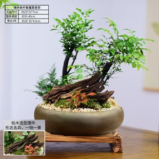 茶室禅意绿植黑骨茶中式办公室桌面植物紫檀盆栽好养四季常青送礼