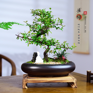 茶室禅意绿植造型雀梅盆景植物室内书房办公四季常青好养中式盆栽