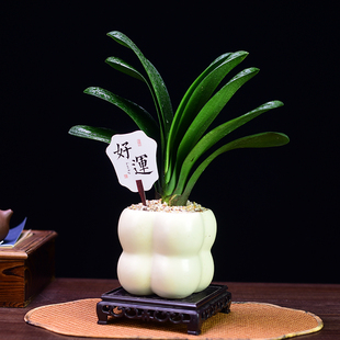 茶室禅意绿植君子兰盆景室内兰花办公书房中式植物桌面花卉好养