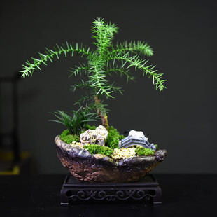 茶室禅意绿植澳洲杉盆景室内盆景不老松盆栽室内艺术客厅办公送礼