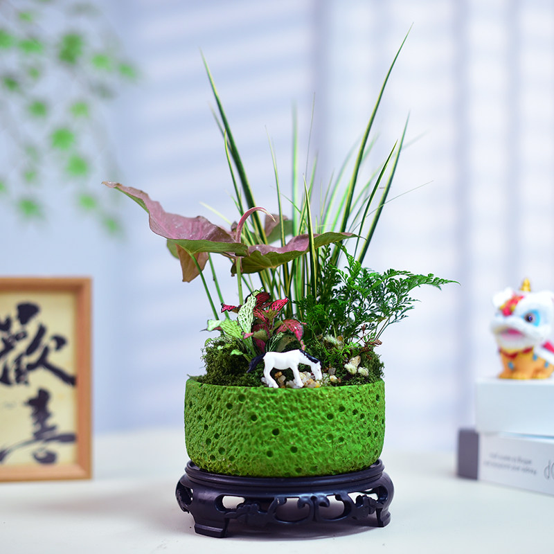 菖蒲盆栽红粉佳人狼尾蕨组合创意罗汉松桌面盆景办公客厅四季送礼,鲜花速递/花卉仿真/绿植园艺,其它园艺用品,淘宝优惠券,粉丝福利购,淘宝优惠卷