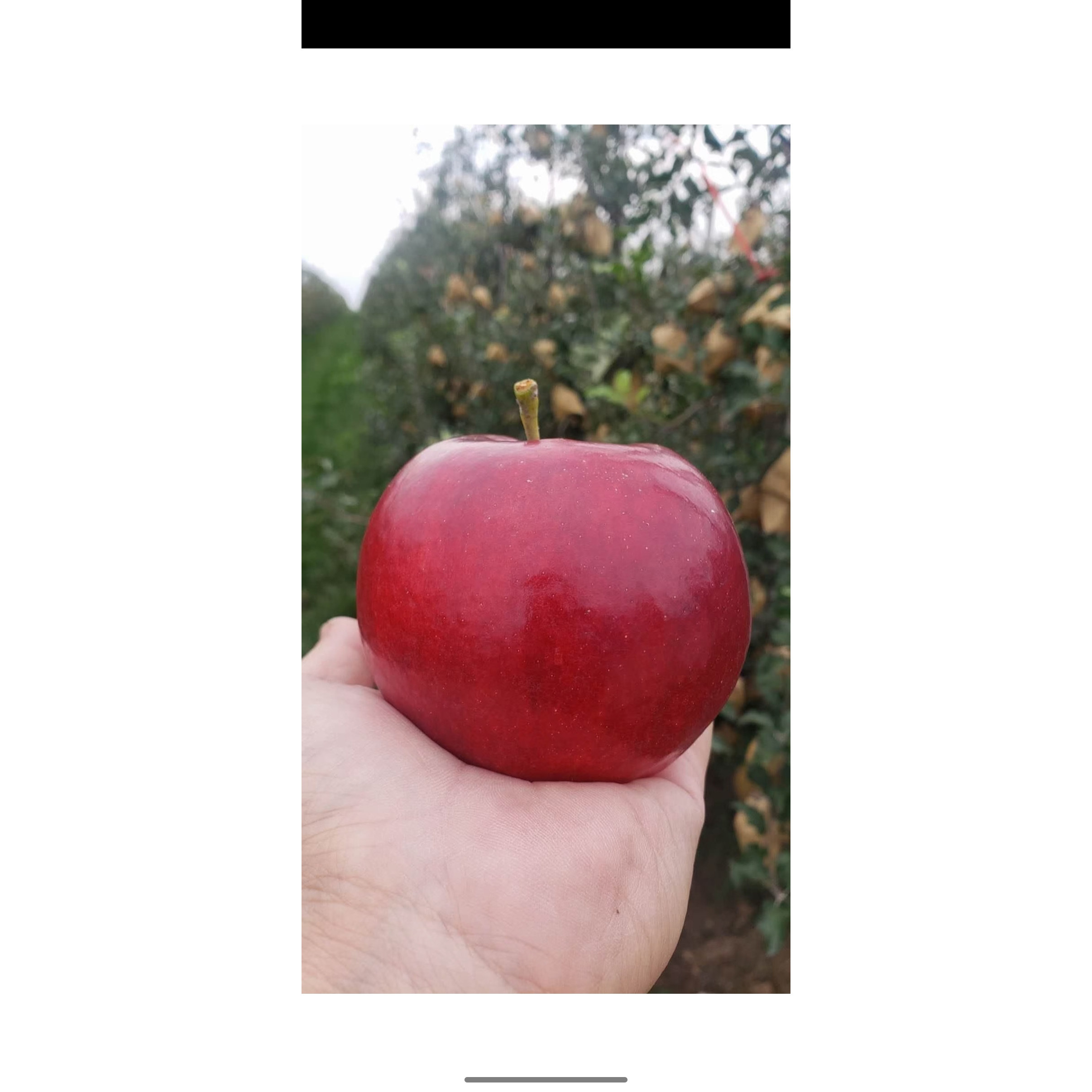 现货 新鲜苹果红露嘎啦灵宝特产苹果