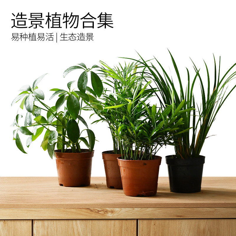 酷爬乌龟饲养箱易养造景植物合集图片
