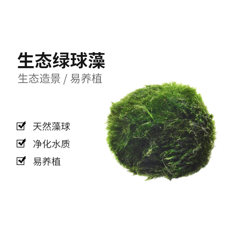 酷爬水草植物绿藻球乌龟缸真植物