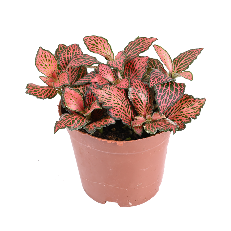 黄缘龟缸专用造景网纹草植物安缘半水龟饲养箱绿植养殖箱造景材料