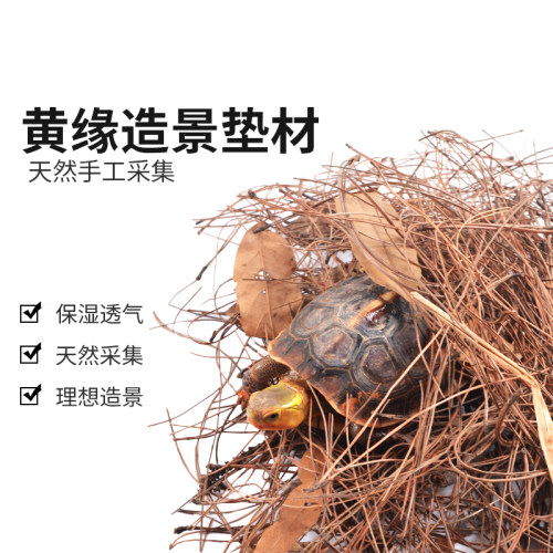 酷爬黄缘生态安布专用养殖箱