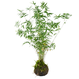 黄缘乌龟生态环境造景植物安缘半水龟饲养缸专用真绿植养殖箱布景