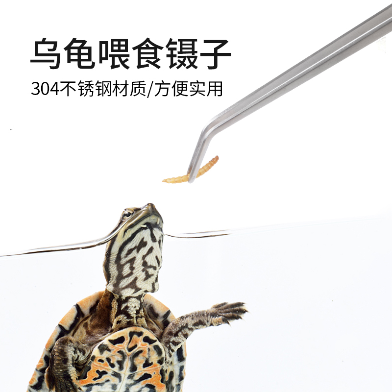 酷爬乌龟黄缘陆龟爬虫种植