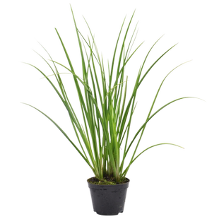 乌龟缸造景绿植水生植物水草石菖蒲黄缘龟饲养箱生态环境造景装饰