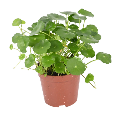 乌龟缸水培铜钱草过滤净水植物生态挺水造景石菖蒲风车草绿植水草