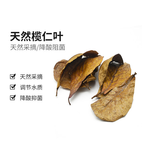 酷爬榄仁叶乌龟缸鱼缸斗鱼缸软水