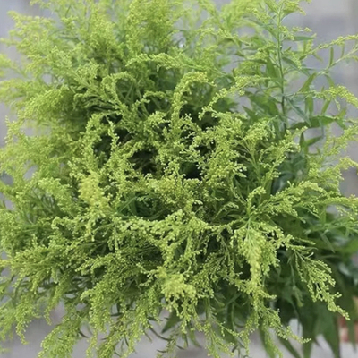 黄莺草云南花卉客厅装饰百搭配草
