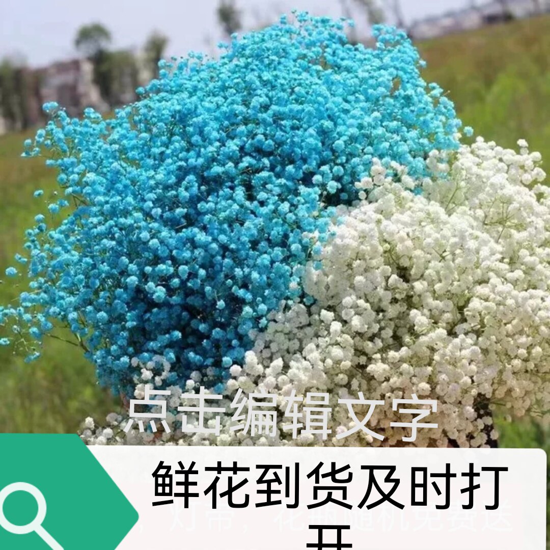 满天星鲜花华花匠新鲜干花图片
