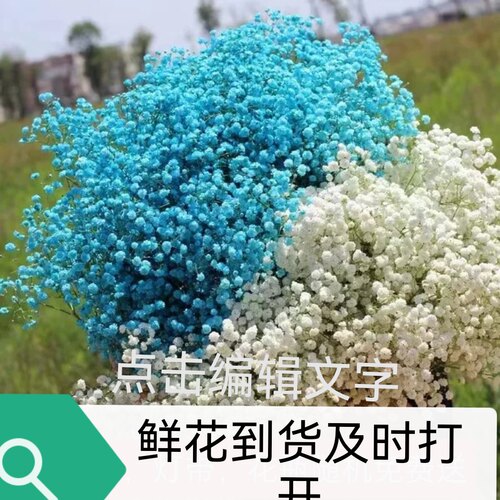 满天星鲜花华花匠新鲜干花