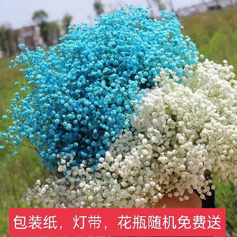 满天星鲜花华花匠新鲜干花