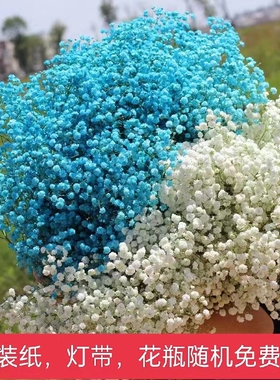 满天星鲜花半干花发货真花白色新鲜批发鲜花真花婚庆鲜花满天星