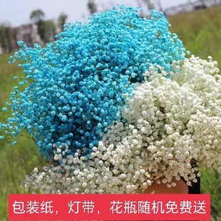 满天星鲜花半干花发货真花白色新鲜批发鲜花真花婚庆鲜花满天星
